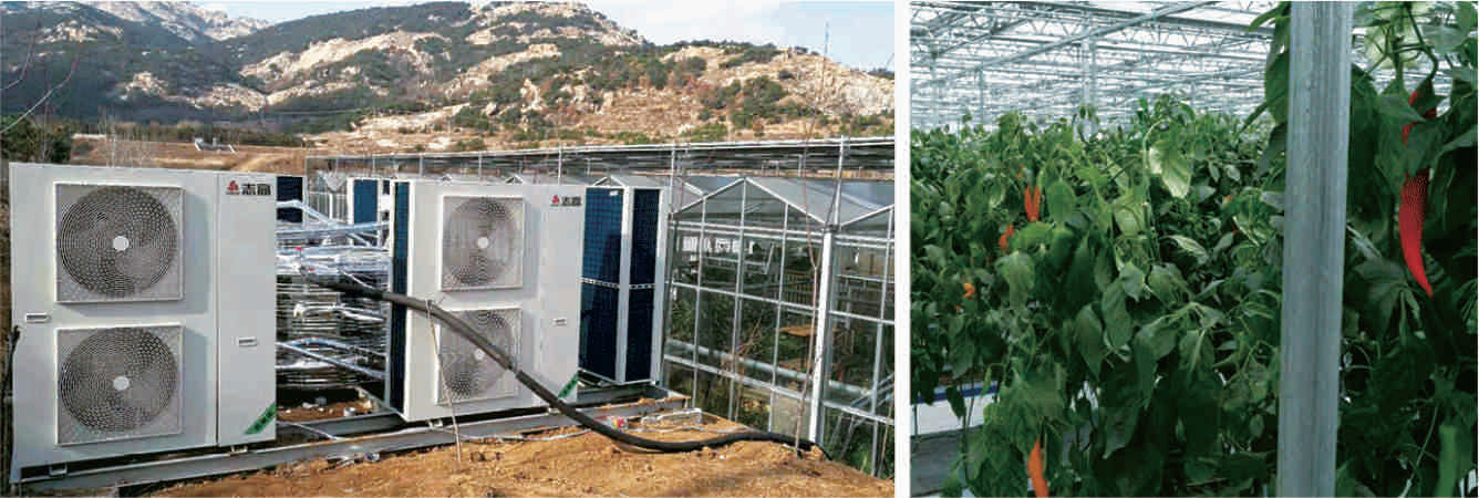 七彩鳳凰農業(yè)觀光園大棚養(yǎng)殖